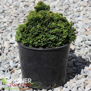 TRUE DWARF HINOKI FALSE CYPRESS