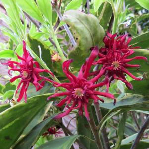 PINK FROST FLORIDA ANISE TREE