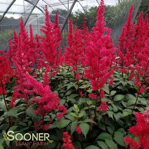 FANAL ASTILBE