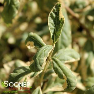 VARIEGATED DUET BEAUTYBERRY