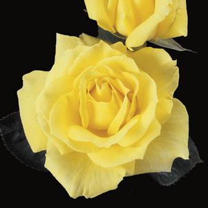 MELLOW YELLOW HYBRID TEA ROSE