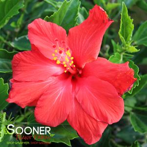 CECILIA TROPICAL HIBISCUS