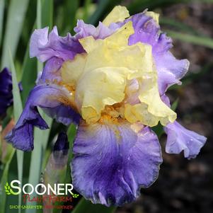 EDITH WOLFORD TALL BEARDED IRIS