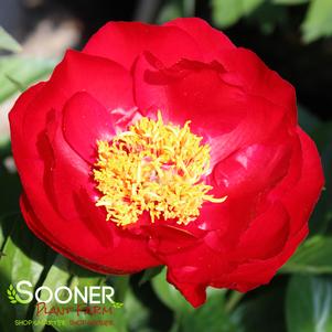 BUCKEYE BELLE GARDEN PEONY