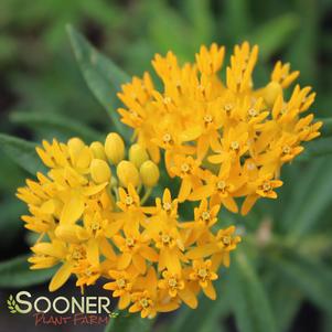 HELLO YELLOW BUTTERFLY MILKWEED