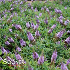 DAPPER™ LAVENDER BUTTERFLY BUSH