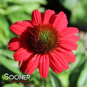 KISMET® RED CONEFLOWER