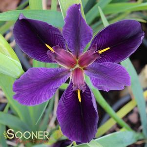 BLACK GAMECOCK IRIS