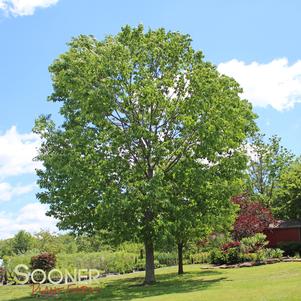 NORTHERN RED OAK