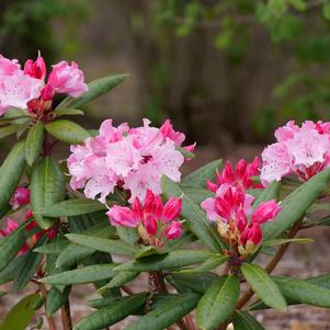 DANDY MAN COLOR WHEEL® RHODODENDRON