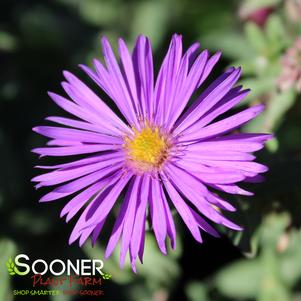 PURPLE DOME NEW ENGLAND ASTER