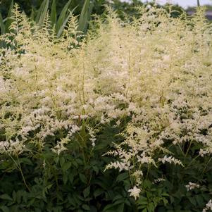 BRIDAL VEIL ASTILBE