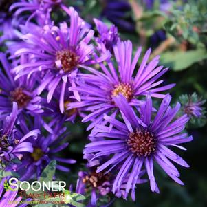 GRAPE CRUSH NEW ENGLAND ASTER