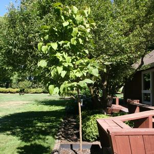 SNOWCAP™ JAPANESE TREE LILAC