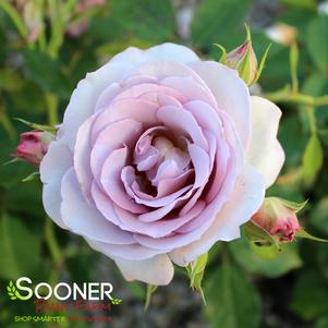 SILVER LINING™ FLORIBUNDA ROSE