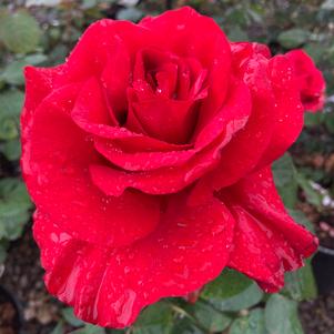 LEGENDS™ HYBRID TEA ROSE