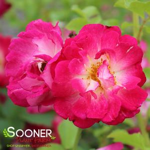 CUPID'S KISSES™ MINIATURE CLIMBING ROSE