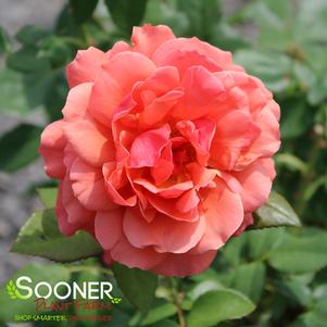 STATE OF GRACE™ GRANDIFLORA ROSE