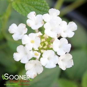 WHITE TRAILING LANTANA