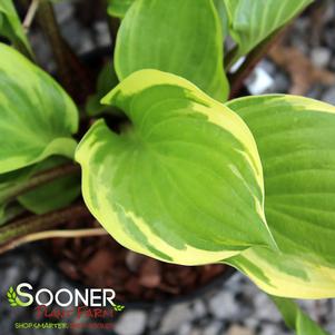 RASPBERRY SUNDAE HOSTA