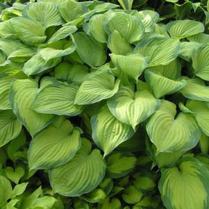 GUACAMOLE HOSTA