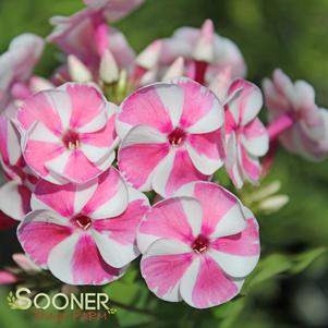 BAMBINI™ CANDY CRUSH GARDEN PHLOX