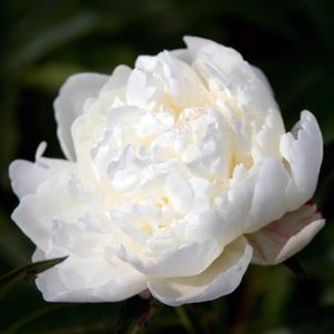 EVENING STAR GARDEN PEONY