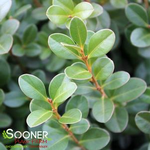 SPRINTER® BOXWOOD