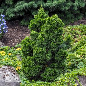 ELLIE B. HINOKI FALSE CYPRESS