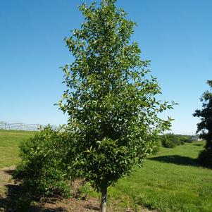 TUPELO TOWER™ BLACKGUM