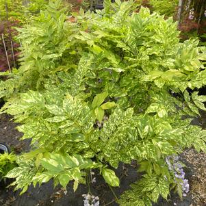 MON NISHIKI VARIEGATED JAPANESE WISTERIA