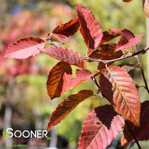 FIRE BELLE AMERICAN HORNBEAM