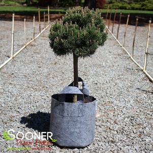 SHERWOOD COMPACT MUGO PINE PATIO TREE