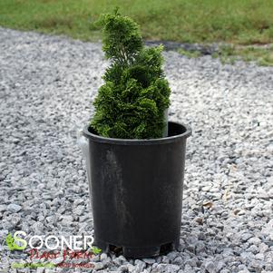 STONEHAM DWARF HINOKI FALSE CYPRESS