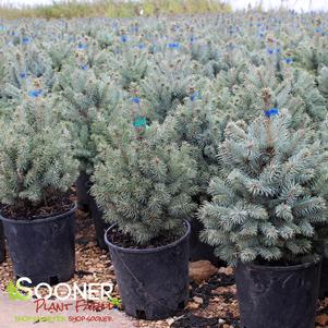 BABY BLUE COLORADO BLUE SPRUCE