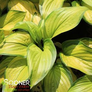 STAINED GLASS HOSTA