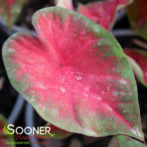 POSTMAN JOYNER CALADIUM