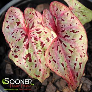 MISS MUFFET CALADIUM