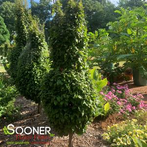 DWARF COLUMNAR EUROPEAN HORNBEAM