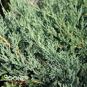 MONTANA MOSS® JUNIPER