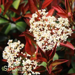 FIREBALL RED™ PHOTINIA