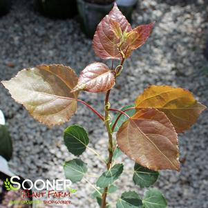 DANCING FLAME® QUAKING ASPEN