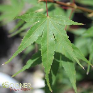 NISHIKI GAWA UPRIGHT JAPANESE MAPLE