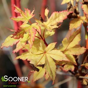 WINTER FLAME UPRIGHT JAPANESE MAPLE