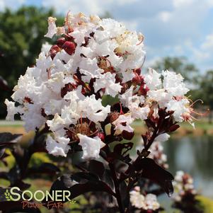 MOONLIGHT MAGIC™ CRAPEMYRTLE