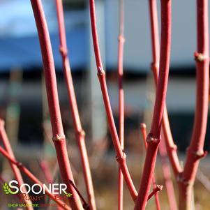 BENI KAWA CORAL BARK UPRIGHT JAPANESE MAPLE