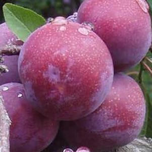 <em>Prunus</em> METHLEY PLUM: 