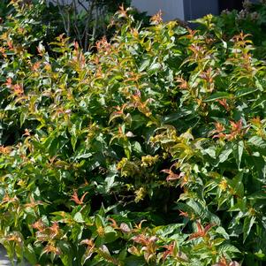 MICHIGAN SUNSET DWARF BUSH HONEYSUCKLE