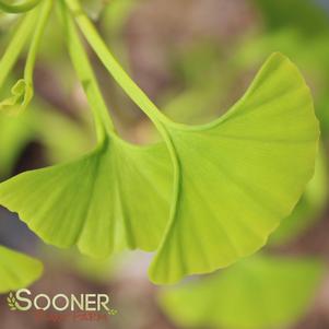 AUTUMN GOLD GINKGO