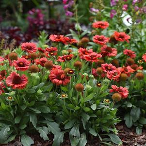 SPINTOP™ RED BLANKET FLOWER